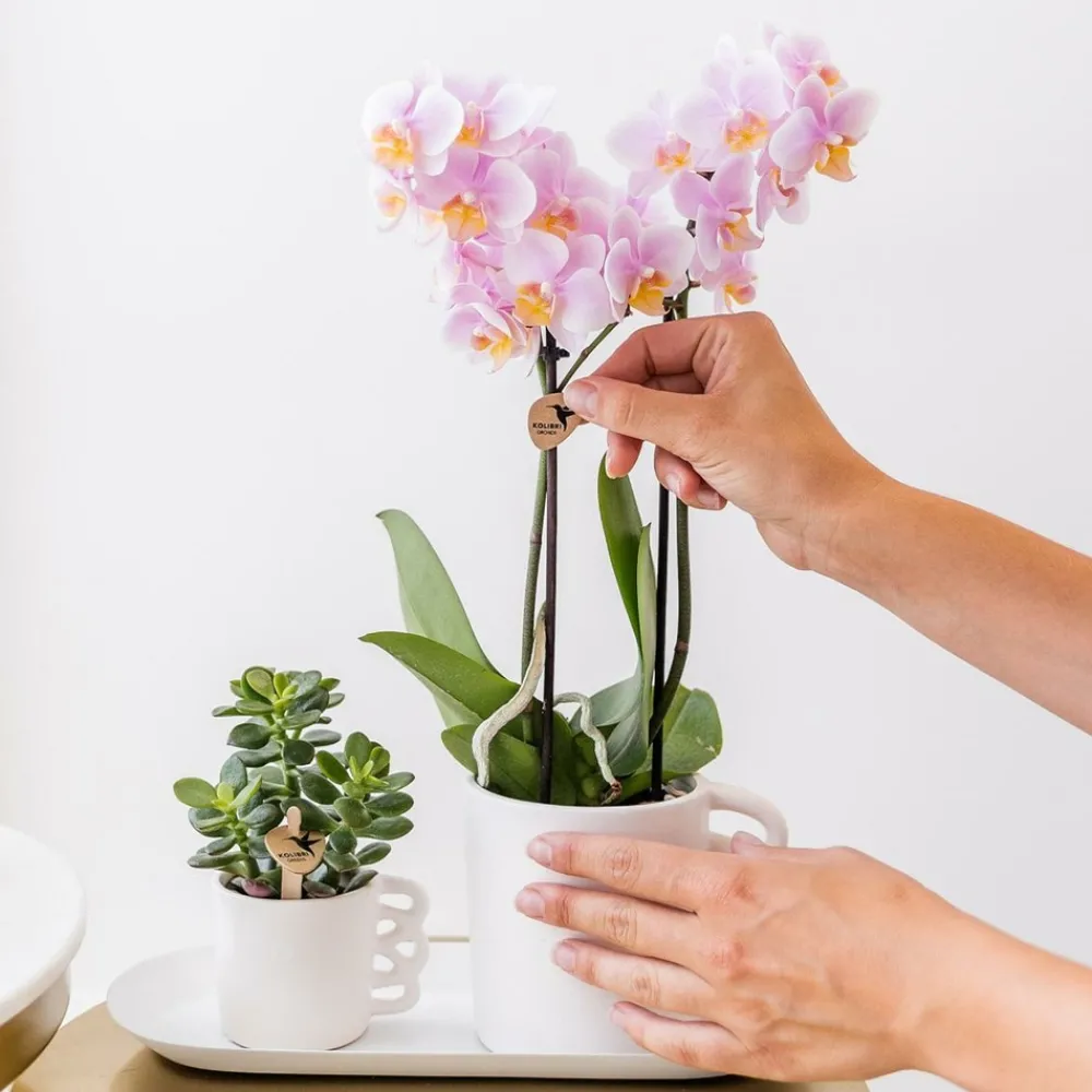 La Green Touch - Kolibri orchids - boîte surprise monochrome - boîte avantageuse pour les plantes - avec 4 orchidées New