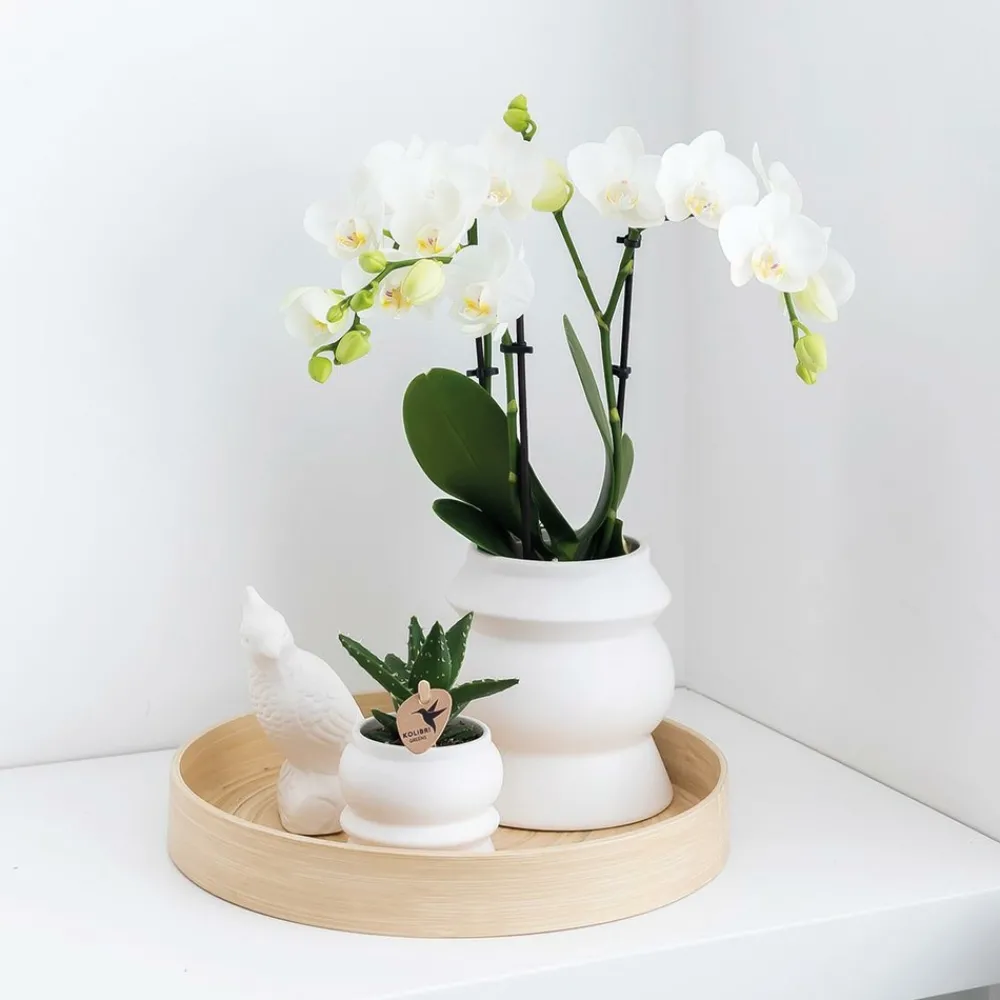 La Green Touch - Kolibri orchids - boîte surprise monochrome - boîte avantageuse pour les plantes - avec 4 orchidées New