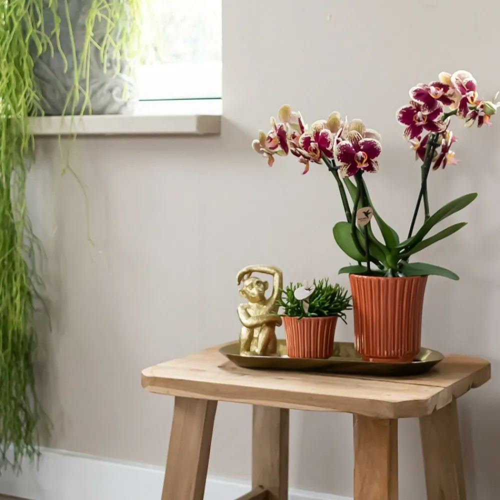 La Green Touch - Kolibri orchids - boîte surprise monochrome - boîte avantageuse pour les plantes - avec 4 orchidées New