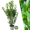 La Green Touch - Laurier caucasica h150cm pour 10 mètres linéaires de haie 20x15l Online