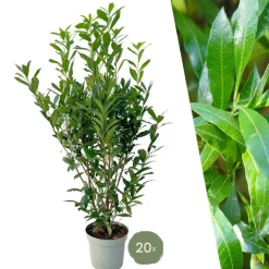 La Green Touch - Laurier caucasica h150cm pour 10 mètres linéaires de haie 20x15l Online