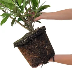 La Green Touch - Laurier caucasica h150cm pour 10 mètres linéaires de haie 20x15l Online