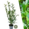 La Green Touch - Laurier caucasica h125cm pour 10 mètres linéaires de haie 25x12l Best