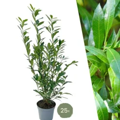 La Green Touch - Laurier caucasica h125cm pour 10 mètres linéaires de haie 25x12l Best