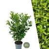 La Green Touch - Laurier cerise h125cm pour 10 mètres linéaires de haie 25x12l Hot
