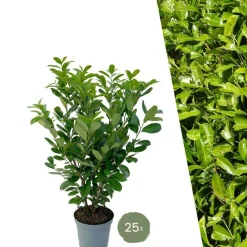 La Green Touch - Laurier cerise h125cm pour 10 mètres linéaires de haie 25x12l Hot