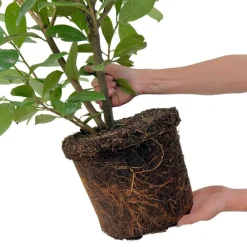 La Green Touch - Laurier cerise h125cm pour 10 mètres linéaires de haie 25x12l Hot