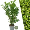 La Green Touch - Laurier cerise h150cm pour 10 mètres linéaires de haie 20x15l Sale