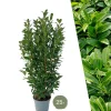 La Green Touch - Laurier h125cm pour 10 mètres linéaires de haie 25x12l Outlet