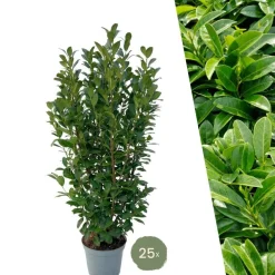 La Green Touch - Laurier h125cm pour 10 mètres linéaires de haie 25x12l Outlet