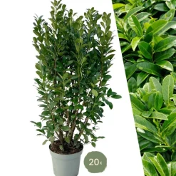 La Green Touch - Laurier h150cm pour 10 mètres linéaires de haie 20x15l Best