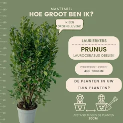 La Green Touch - Laurier h150cm pour 10 mètres linéaires de haie 20x15l Best