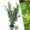 La Green Touch - Laurier novita h150cm pour 10 mètres linéaires de haie 20x15l New