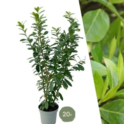 La Green Touch - Laurier novita h150cm pour 10 mètres linéaires de haie 20x15l New