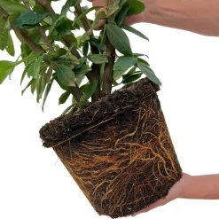 La Green Touch - Laurier novita h150cm pour 10 mètres linéaires de haie 20x15l New