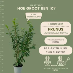 La Green Touch - Laurier novita h150cm pour 10 mètres linéaires de haie 20x15l New