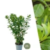 La Green Touch - Laurier novita h125cm pour 10 mètres linéaires de haie 25x12l Hot