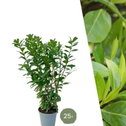 La Green Touch - Laurier novita h125cm pour 10 mètres linéaires de haie 25x12l Hot