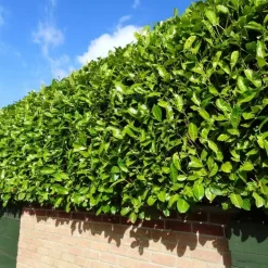 La Green Touch - Laurier novita h125cm pour 10 mètres linéaires de haie 25x12l Hot