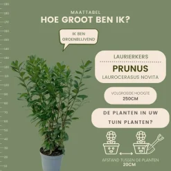 La Green Touch - Laurier novita h125cm pour 10 mètres linéaires de haie 25x12l Hot