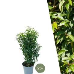 La Green Touch - Laurier portugais h100cm pour 10 mètres linéaires de haie 25x12l Best