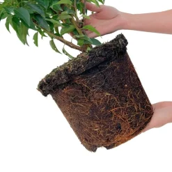 La Green Touch - Laurier portugais h100cm pour 10 mètres linéaires de haie 25x12l Best
