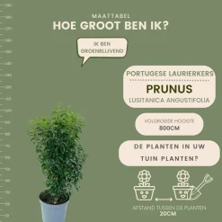La Green Touch - Laurier portugais h100cm pour 10 mètres linéaires de haie 25x12l Best