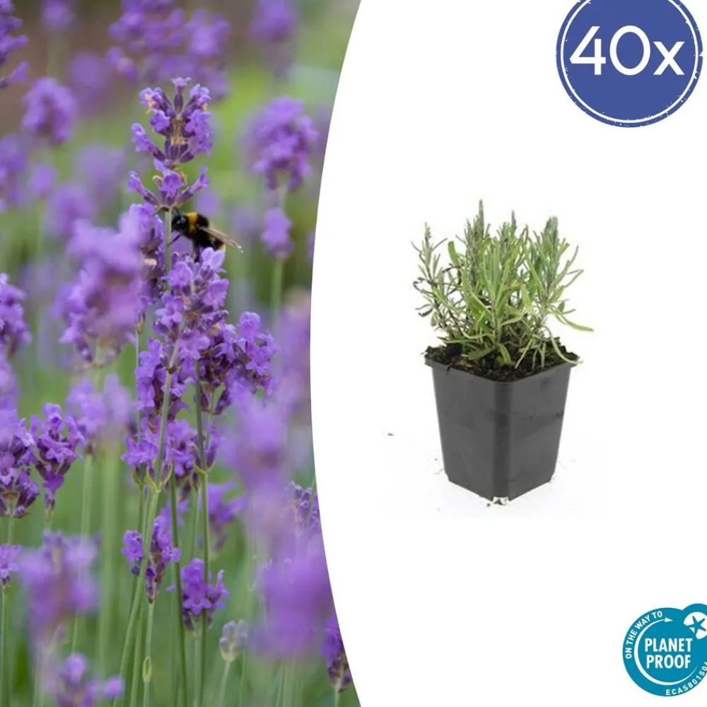 La Green Touch Plantes De Haies | - Lavande angustifolia 'munstead' x40 – entre 2,5 et 3,33m2