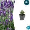 La Green Touch - Lavande angustifolia 'dwarf blue' x12 – entre 0,75 et 1m2 Sale