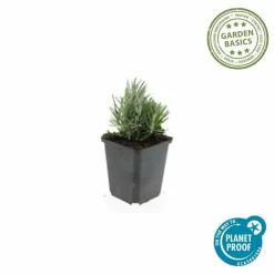 La Green Touch - Lavande angustifolia 'dwarf blue' x12 – entre 0,75 et 1m2 Sale