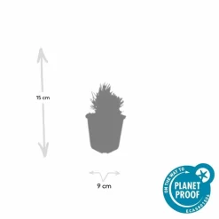 La Green Touch - Lavande angustifolia 'dwarf blue' x12 – entre 0,75 et 1m2 Sale