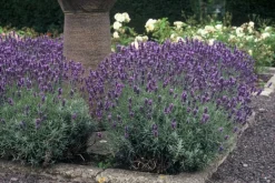 La Green Touch - Lavande angustifolia 'dwarf blue' x12 – entre 0,75 et 1m2 Sale