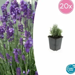 La Green Touch - Lavande angustifolia 'dwarf blue' x20 – entre 1,25 et 1,67m2 Hot