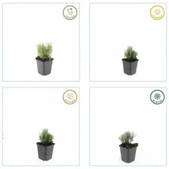 La Green Touch - Lavande angustifolia 'dwarf blue' x20 – entre 1,25 et 1,67m2 Hot