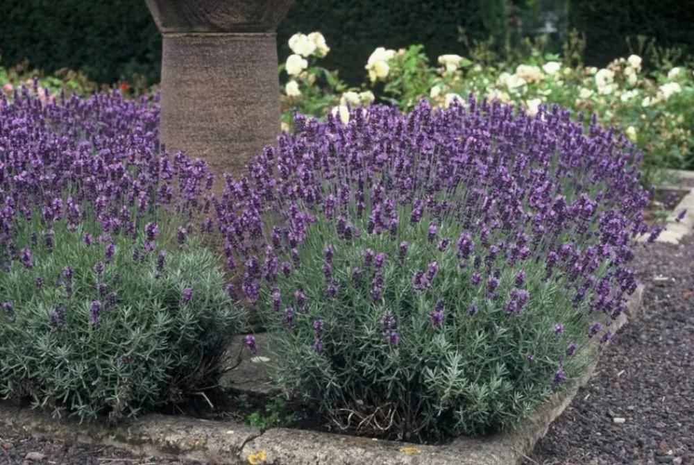 La Green Touch - Lavande angustifolia 'dwarf blue' x20 – entre 1,25 et 1,67m2 Hot