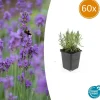 La Green Touch - Lavande angustifolia 'munstead' x60 – entre 3,75 et 5m2 Hot
