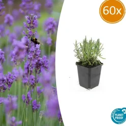 La Green Touch - Lavande angustifolia 'munstead' x60 – entre 3,75 et 5m2 Hot