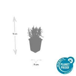 La Green Touch - Lavande angustifolia 'munstead' x60 – entre 3,75 et 5m2 Hot