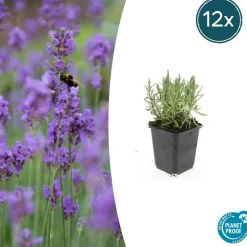 La Green Touch - Lavande angustifolia 'munstead' x60 – entre 3,75 et 5m2 Hot
