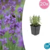 La Green Touch - Lavande angustifolia 'munstead' x20 – entre 1,25 et 1,67m2