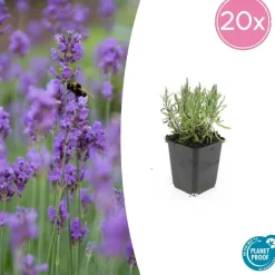 La Green Touch - Lavande angustifolia 'munstead' x20 – entre 1,25 et 1,67m2