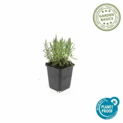 La Green Touch - Lavande angustifolia 'munstead' x20 – entre 1,25 et 1,67m2