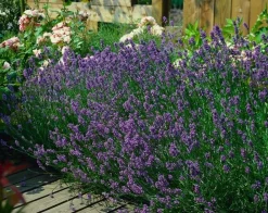 La Green Touch - Lavande angustifolia 'munstead' x20 – entre 1,25 et 1,67m2