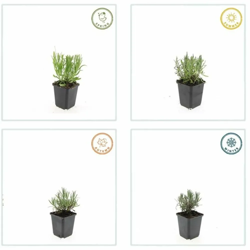 La Green Touch Plantes De Haies | - Lavande angustifolia 'munstead' x12 – entre 0,75 et 1m2