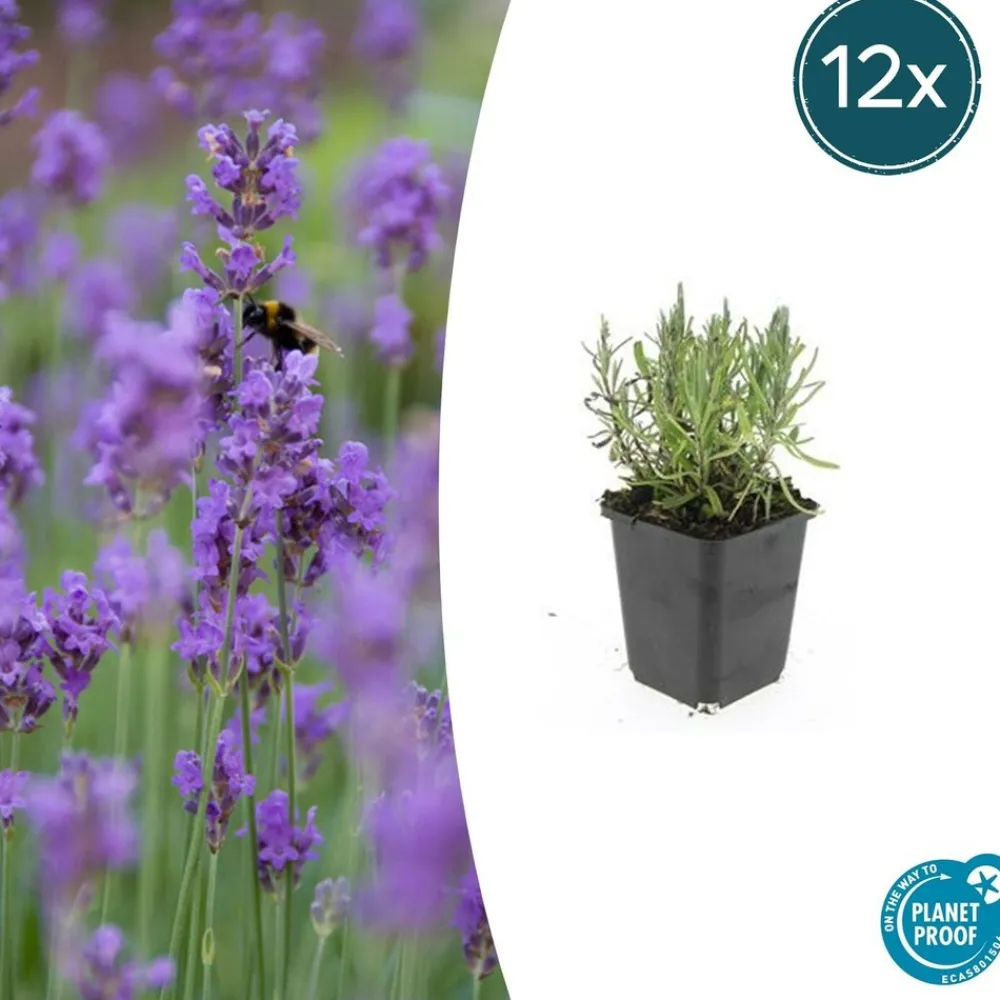 La Green Touch Plantes De Haies | - Lavande angustifolia 'munstead' x12 – entre 0,75 et 1m2