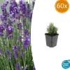 La Green Touch Plantes De Haies | - Lavande angustifolia 'dwarf blue' x60 – entre 3,75 et 5m2