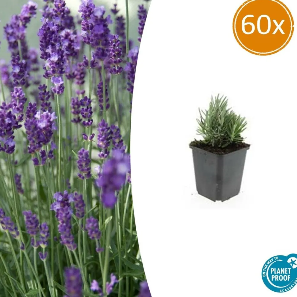 La Green Touch Plantes De Haies | - Lavande angustifolia 'dwarf blue' x60 – entre 3,75 et 5m2