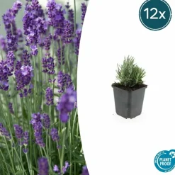 La Green Touch Plantes De Haies | - Lavande angustifolia 'dwarf blue' x60 – entre 3,75 et 5m2