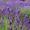 La Green Touch - Lavande angustifolia felice® x 24 Online