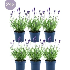 La Green Touch - Lavande angustifolia felice® x 24 Online